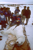 Inuit villagers gather around a dead Polar Bear which has been shot on a hunting trip. Northwest Greenland. 1987