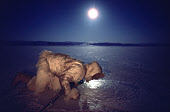 Out hunting in the moonlight during the polar night, Ituko, checks a seal's breathing hole in newly formed sea ice near Moriussaq. Northwest Greenland. (1987)