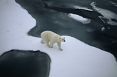 A polar bear on melting sea ice off Jackson Island. Franz Josef Land. 2004