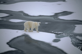 A polar bear on melting sea ice off Jackson Island. Franz Josef Land. 2004