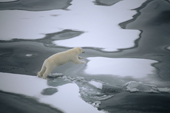 A polar bear jumps across a stretch of water on melting sea ice off Jackson Island. Franz Josef Land. 2004