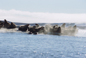 A group of walruses on an ice floe off Appolonov Island. Franz Josef Land. 2004