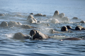 A group of walruses swimming off Appolonov Island. Franz Josef Land. 2004