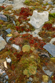 High Arctic mosses & plants on Champ Island. Franz Josef Land. 2004