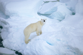 A polar bear climbing up onto a piece of pressure ice. Franz Josef Land, Russian Arctic. 2004