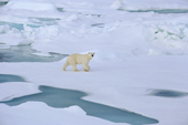 A Polar bear walking on melting ice floes. Franz Josef Land, Russia. 2004