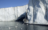 Kittiwakes at the mouth of a glacier on Hooker Island. Franz Josef Land, Russia. 2004