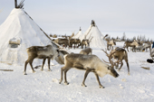 Reindeer around a Nenets herders winter camp on the tundra. Yamal, Northwest Siberia, Russia