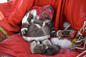 A Nenets girl sleeps on a decorated woman's sled at a festival in Nadym. Yamal, Northwest Siberia, Russia