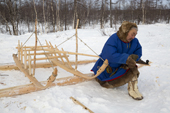 Sergey Serotetto, a Nenets reindeer herder, making a traditional sled from larch wood. Yamal, NW Siberia, Russia