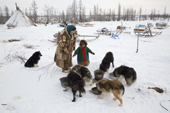 At a Nenets reindeer herders' camp, Raisa Serotetto and her daughter, Daria, feed the family's herding dogs. Yamal, NW Siberia, Russia