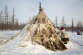 At a Nenets reindeer herders' camp, Nyaneynya Serotetto beats the snow off her family's reindeer skin tent. Yamal, NW Siberia, Russia