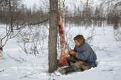 Leova Serotetto, a Nenets reindeer herder, skins a dead wolverine that he shot close to his family's reindeer herd. Yamal, NW Siberia, Russia