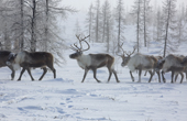 Reindeer at their winter pastures, Yamal, NW Siberia, Russia