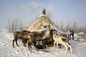 Raisa Serotetto, a Nenets woman, feeds bread to some of her tame draught Reindeer at her family's winter camp. Yamal, NW Siberia, Russia