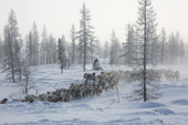 At their winter pastures, Leova Serotetto, drives his family's draught reindeer through the forest using a snowmobile. Yamal, NW Siberia, Russia