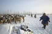 Leova (right) and other members of the Serotetto family drive their draught reindeer into a corral at their winter camp. Yamal, NW Siberia, Russia
