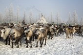 Draught reindeer at a Nenets herders winter camp. Yamal, NW Siberia, Russia
