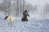 Nyaneynya Serotetto, a Nenets woman, attempts to catch one of her draught reindeer near her family's winter camp. Yamal, NW Siberia, Russia