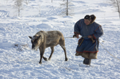 Leova Serotetto, a Nenets reindeer herder, leads a draught reindeer he has caught back to his winter camp. Yamal, NW Siberia, Russia