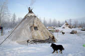 A Nenets reindeer herding family's winter camp in forest tundra. Yamal, NW Siberia, Russia