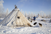 A Nenets reindeer herders' winter camp at the edge of a forest with frost covered trees. Yamal, NW Siberia, Russia