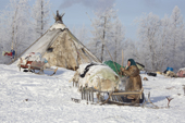 Raisa Serotetto, a Nenets woman, beats the snow off a loaded reindeer sled, at her family's winter camp on the edge of a forest. Yamal, NW Siberia, Russia