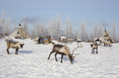 Draught reindeer roam around a Nenets family's winter camp at the edge of a forest. Yamal, NW Siberia, Russia