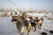 Raisa Serotetto, a Nenets woman, feeds bread to some of her tame reindeer at her family's winter camp. Yamal, NW Siberia, Russia
