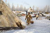 Raisa Serotetto, a Nenets woman, drags firewood to her family's tent at their winter camp on the edge of a forest. Yamal, NW Siberia, Russia
