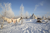 Reindeer skins hanging up to dry at a Nenets reindeer herders' winter camp. Yamal, NW Siberia, Russia