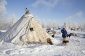 Leova Serotetto, a Nenets reindeer herder, walks back to his tent at his family's winter camp. Yamal, NW Siberia, Russia