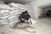 Velodia Yando, a Nenets fisherman, putting frozen Burbot into a sack inside an ice house by the Yuribey River. The ice house was built into the permafrost, 20 feet under the surface of the tundra and covers an area of 900 square metres. Gydan Peninsula, Yamal, Siberia, Russia