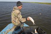 Ivan Tibitchy, a Nenets fisherman, takes a Broad Whitefish from one of his nets on the Yuribey River. Tazovsky region, Gydan Peninsula,Yamal, Siberia
