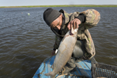 Ivan Tibitchy, a Nenets fisherman, takes a Humpback Whitefish from one of his nets on the Yuribey River. Tazovsky region, Gydan Peninsula,Yamal, Siberia, Russia