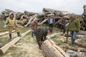 Nenets fishermen cutting up timber that they will use to build sleds for travelling during the winter. Yuribey River, Gyda, Tazovsky region, Gydan Peninsula, Yamal, Siberia