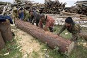 Nenets fishermen selecting timber that they will use to build sleds for travelling during the winter. Yuribey River, Gyda, Tazovsky region, Gydan Peninsula, Yamal, Siberia