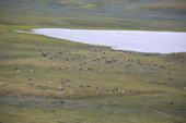 An aerial view of a reindeer herd grazing by a lake on the tundra near Gyda. Tazovsky region, Yamal, Siberia, Russia.