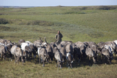Yuri Salinder, a Nenets reindeer herder, drives some of the herd from their summer pastures back to the herders' camp at Cup Lake. Gyda, Tazovsky region, Yamal, Siberia, Russia