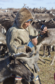 Daniel Yaptunay, a Nenets reindeer herder, prepares to inject a sick reindeer suffering from Diphtheria (Necrobacillosis) at his summer camp at Cup Lake. Gyda, Tazovsky region, Yamal, Siberia, Russia