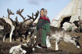 Maya Vengo, a Nenets woman, walks among the reindeer near the camp at their summer pastures. Cup Lake. Gyda, Tazovsky region, Yamal, Siberia, Russia