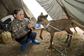 Inside her family's tent, Tonia Yaptunay, a Nenets woman, feeds milk to a pet orphaned reindeer called Lisa. Gyda, Tazovsky region, Yamal, Siberia, Russia