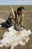 Daniel Yaptunay,a Nenets reindeer herder, places a pale reindeer skin on the ground close to the herd. The pale skin attract warble flies which he then kills when they land on the fur. Warble flies are a major parasite of reindeer. Gyda, Tazovsky region, Yamal, Siberia, Russia