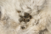 A group of dead Warble flies lying on a pale reindeer skin which have been killed by a Nenets reindeer herder. Warble flies are a major parasite of reindeer. Gyda, Tazovsky region, Yamal, Siberia, Russia