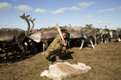 Igor Salinder,a Nenets reindeer herder, places a pale reindeer skin on the ground close to the herd. The pale skin attract warble flies which he then kills when they land on the fur. Warble flies are a major parasite of reindeer. Gyda, Tazovsky region, Yamal, Siberia, Russia