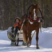 A tourist enjoys a ride on a horse sled. Yllas, Lapland, Finland.