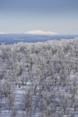 Winter landscape. Jukkasjarvi, Lapland, Sweden.