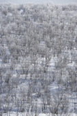 Trees in a winter landscape. Jukkasjarvi, Lapland, Sweden.