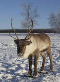 Reindeer in snow. Lainio, Lapland, Finland.