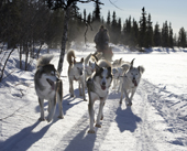 Tourist enjoying a dog sled tour, Lainio, Lapland Finland. MR